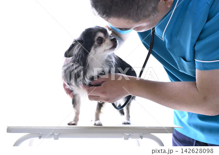 犬を診察する獣医師 動物病院 聴診器 チワワ 犬を診察する獣医師 動物病院 聴診器 チワワ 142628098