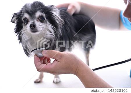 犬を診察する獣医師 動物病院 聴診器 チワワ 犬を診察する獣医師 動物病院 聴診器 チワワ 142628102