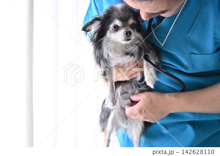 犬を診察する獣医師 動物病院 聴診器 チワワ 犬を診察する獣医師 動物病院 聴診器 チワワ 142628110