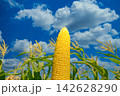 夏の収穫 142628290