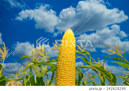 夏の収穫 夏の収穫 142628290