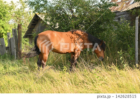 Horse grazing on grassy meadow near rustic wooden house, 142628515