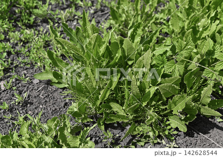 Horseradish grows in cultivated garden soil with vigorous green leaves. Horseradish grows in cultivated garden soil with vigorous green leaves. 142628544