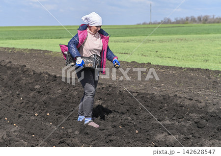 Gardener plants raw potato on agricultural field. 142628547