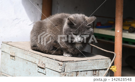 Cute feline slumbers on vintage wooden chest. Cute feline slumbers on vintage wooden chest. 142628548