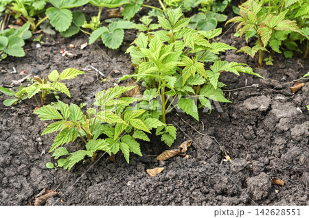 Healthy raspberry bush stands on mulched ground. Healthy raspberry bush stands on mulched ground. 142628551