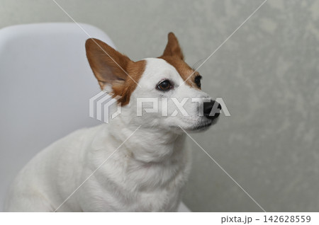 Jack Russell terrier sitting indoors, Jack Russell terrier sitting indoors, 142628559