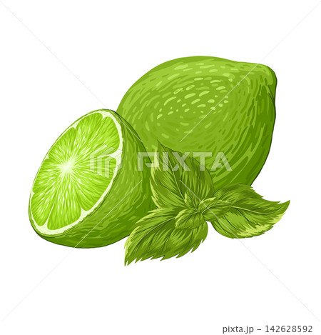 Limes, mint composition vector illustrations. Realistic tropical fruit. Mojito bundle. Whole and cutted lime slice, peppermint leaves. Organic fruits for lemonade juice, cocktails, healthy food 142628592