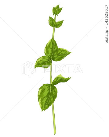 Peppermint stem with mint leaves on white background. Vector herbal element for advertising, packaging design, greeting card and fashion design. Herbal tea supplement. Medical plant and spicy herb Peppermint stem with mint leaves on white background. Vector herbal element for advertising, packaging design, greeting card and fashion design. Herbal tea supplement. Medical plant and spicy herb 142628617
