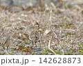 ヒバリ 142628873