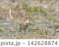 ヒバリ 142628874