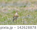 ヒバリ 142628878