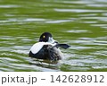 キンクロハジロ 142628912