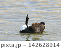 キンクロハジロ 142628914