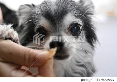 おやつを食べる愛犬 可愛いチワワのアップ おやつを食べる愛犬 可愛いチワワのアップ 142628953