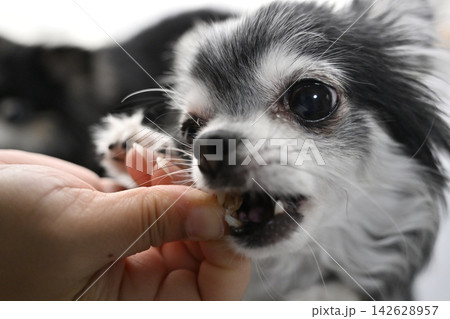 おやつを食べる愛犬 可愛いチワワのアップ おやつを食べる愛犬 可愛いチワワのアップ 142628957