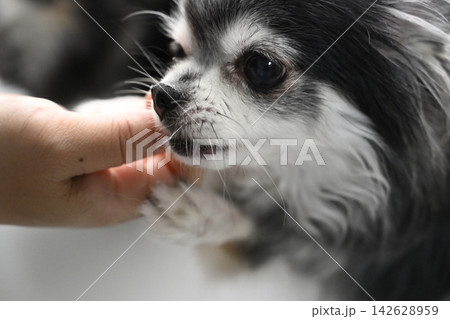 おやつを食べる愛犬 可愛いチワワのアップ おやつを食べる愛犬 可愛いチワワのアップ 142628959