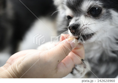 おやつを食べる愛犬 可愛いチワワのアップ おやつを食べる愛犬 可愛いチワワのアップ 142628960