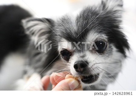 おやつを食べる愛犬　可愛いチワワのアップ 142628961