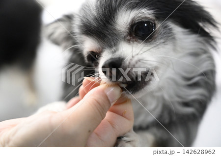 おやつを食べる愛犬 可愛いチワワのアップ おやつを食べる愛犬 可愛いチワワのアップ 142628962