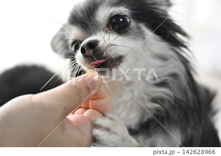 おやつを食べる愛犬 可愛いチワワのアップ おやつを食べる愛犬 可愛いチワワのアップ 142628966
