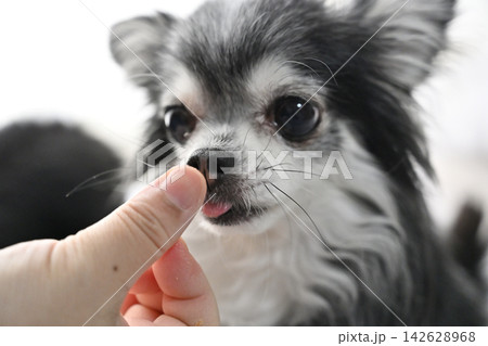 おやつを食べる愛犬 可愛いチワワのアップ おやつを食べる愛犬 可愛いチワワのアップ 142628968