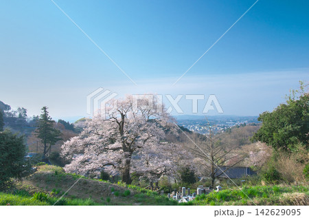 一本桜 - 早朝に咲く、満開の龍泉寺昇龍桜 142629095