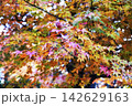 秋の風景　紅葉 142629163