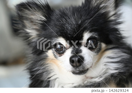 リビングで過ごす高齢犬 チワワ リビングで過ごす高齢犬 チワワ 142629324