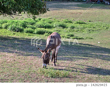 Donkey Grazing in Grassy Pasture. 142629415