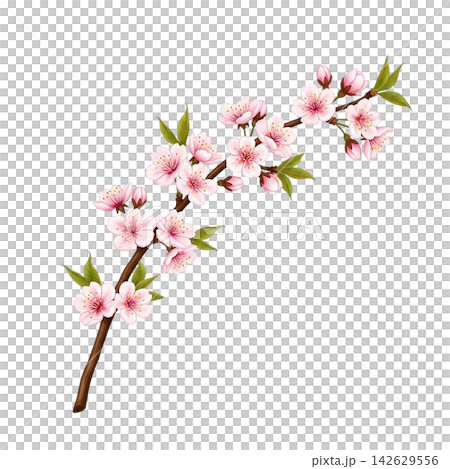 branch with pink cherry blossom branch with pink cherry blossom 142629556