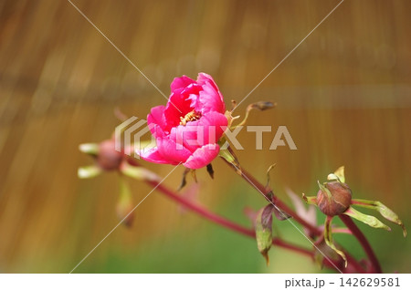 寒牡丹の花 142629581