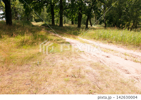 Dirt path winding through trees in a grassy area during warm daytime hours in the countryside Dirt path winding through trees in a grassy area during warm daytime hours in the countryside 142630004