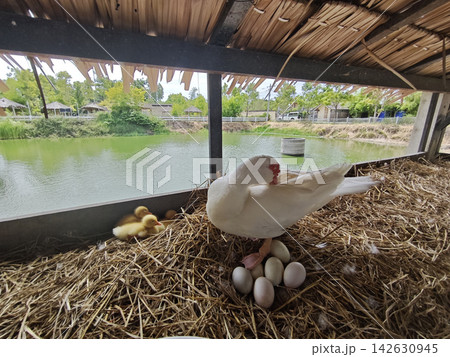 White duck resting beside eggs and ducklings in straw nest beside quiet pond creates peaceful rural farm scene with natural shelter and gentle motherhood White duck resting beside eggs and ducklings in straw nest beside quiet pond creates peaceful rural farm scene with natural shelter and gentle motherhood 142630945