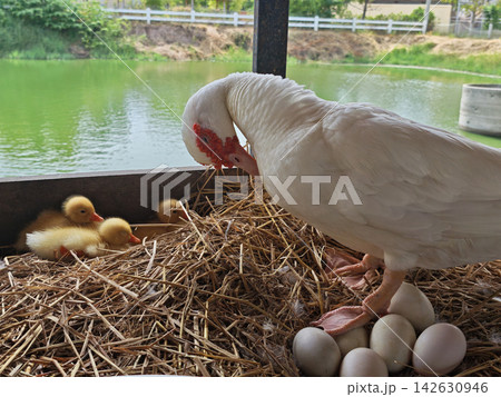Mother duck with ducklings and eggs resting in straw nest beside calm pond, creating gentle family scene with natural care and quiet rural emotion Mother duck with ducklings and eggs resting in straw nest beside calm pond, creating gentle family scene with natural care and quiet rural emotion 142630946