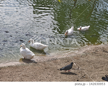White duck and dark waterfowl beside rippling lake shore create peaceful outdoor wildlife scene with gentle movement and natural reflections White duck and dark waterfowl beside rippling lake shore create peaceful outdoor wildlife scene with gentle movement and natural reflections 142630953