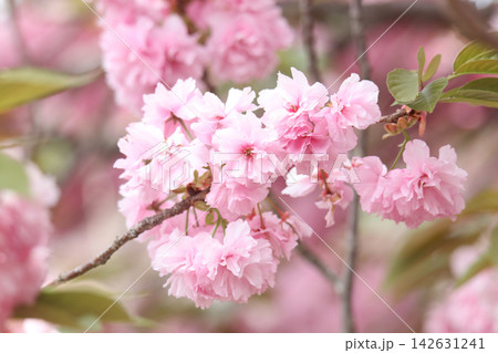 風に揺れる八重桜 風に揺れる八重桜 142631241