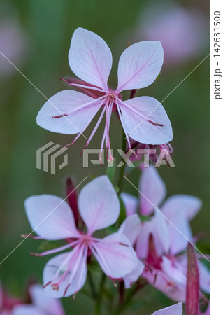 Delicate pale pink gaura flowers blooming in a natural garden setting, close-up botanical photography for projects 142631500