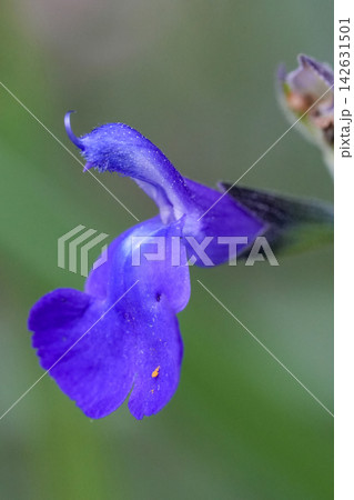 Close-up of a vibrant blue sage flower blooming in a garden, capturing the delicate details of petals and natural beauty 142631501