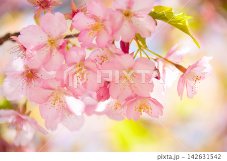 河津桜のクローズアップ 河津桜のクローズアップ 142631542