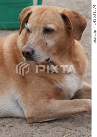 Close-up portrait of a relaxed tan and white domestic dog at rest on the ground, gaze cast to the side 142631574