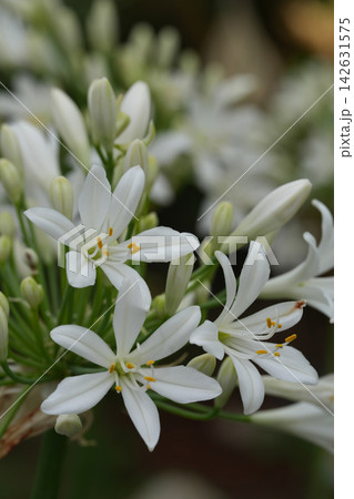 Close-up of Delicate White African lily, Agapanthus africanus Flowers Bloom with Green Buds, a Symbol of Purity and Freshness in Nature 142631575
