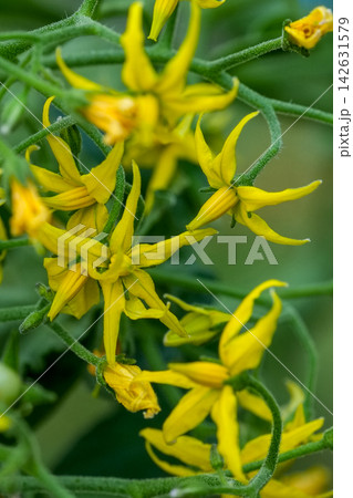 Vibrant Yellow Tomato Solanaceae Blossoms on Green Stems Reflecting Growth and Natural Beauty in a Garden Setting Vibrant Yellow Tomato Solanaceae Blossoms on Green Stems Reflecting Growth and Natural Beauty in a Garden Setting 142631579