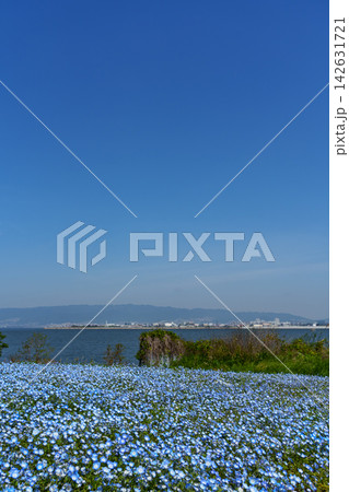 青い花 142631721