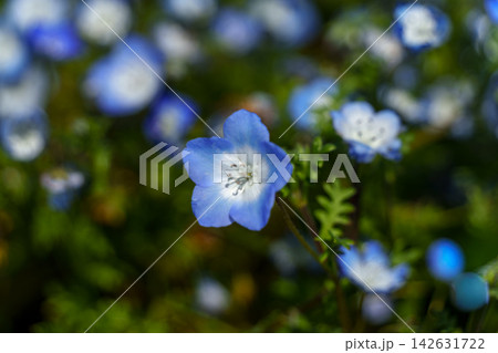 青い花 青い花 142631722