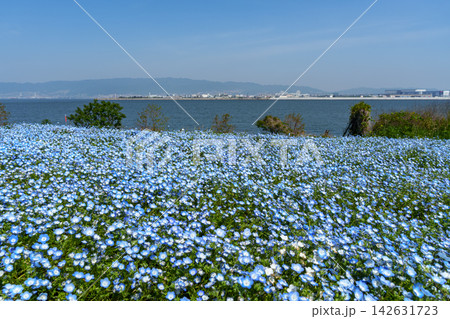 青い花 142631723