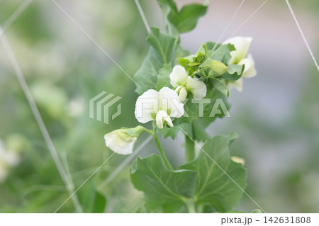 風に揺れるエンドウ豆の花 142631808