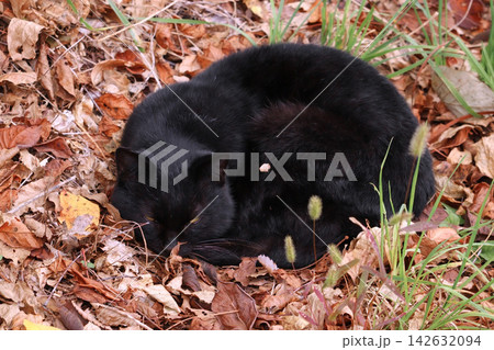 落ち葉の布団で丸くなって寝る黒猫 落ち葉の布団で丸くなって寝る黒猫 142632094