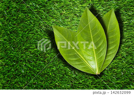 Three green leaves on grass concept of unity and teamwork Three green leaves on grass concept of unity and teamwork 142632099