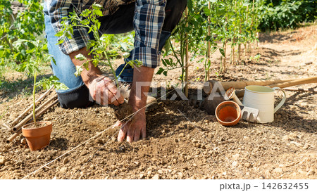 Planting tomato seedlings in the ground by hand. Agriculture. Planting tomato seedlings in the ground by hand. Agriculture. 142632455